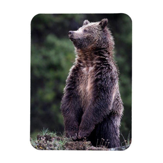 Íman Urso Grizzly Permanente (Vertical)