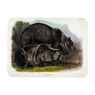 Íman Urso Grizzly (Urso Marrom Norte-Americano) - Audub