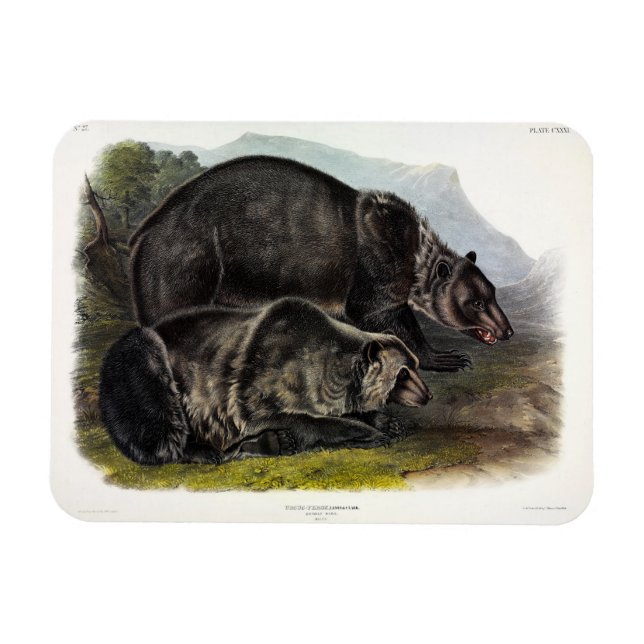 Íman Urso Grizzly (Urso Marrom Norte-Americano) - Audub (Horizontal)