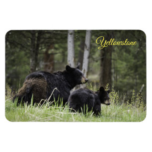 Íman Urso Ímã-Preto de Yellowstone