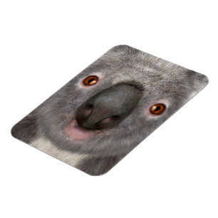 Íman Urso Koala