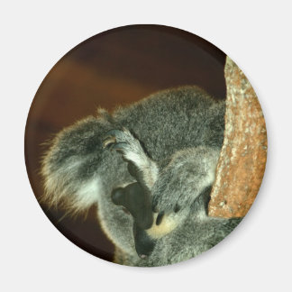 Íman Urso Koala, Dormindo com pata sobre a face