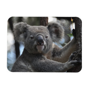 Íman Urso Koala em árvore