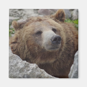 Íman Urso Kodiak