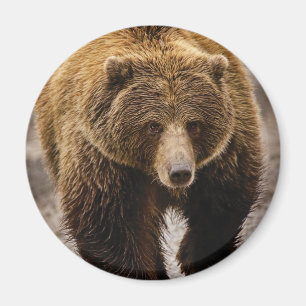 Íman urso marrom grande
