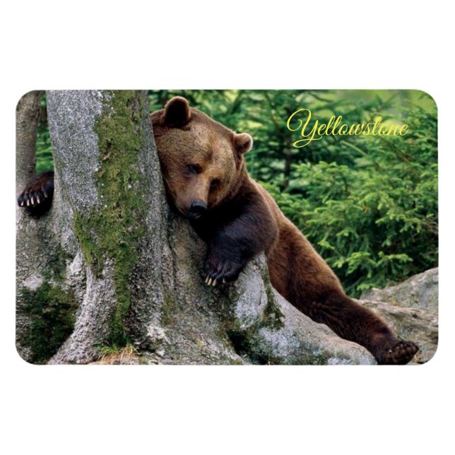 Íman Urso Marrom-marrom-magneta-amarelada (Horizontal)