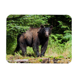 Íman Urso Negro Alfa