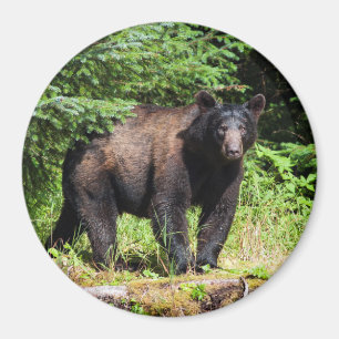 Íman Urso Negro Alfa
