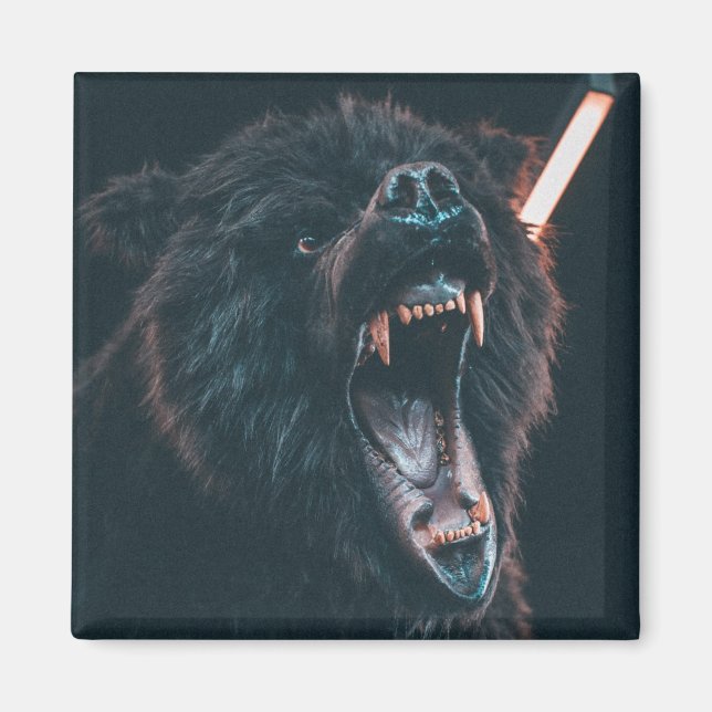 Íman Urso Negro Bravo Dente Urso Negro (Frente)