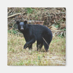 Íman Urso Negro da Flórida
