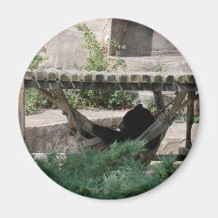 Íman Urso Negro em Hammock