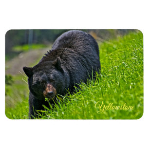 Íman Urso-Negro-Magno-Amarelo