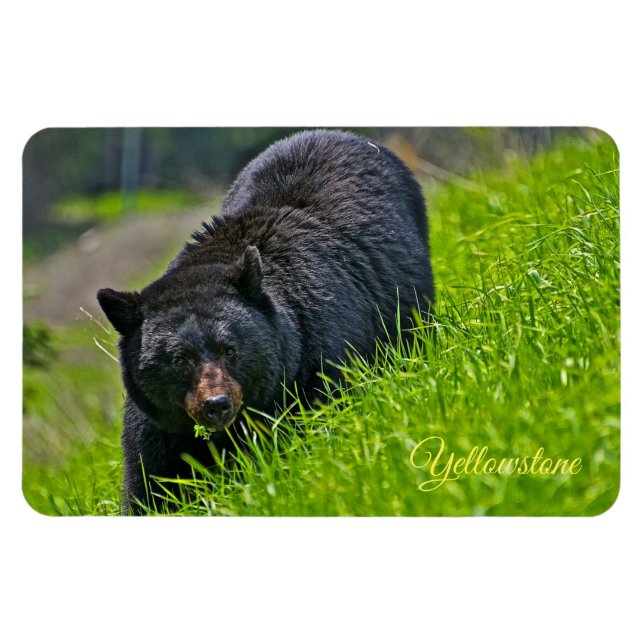 Íman Urso-Negro-Magno-Yellowstone (Horizontal)
