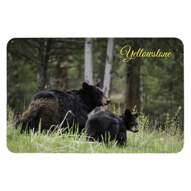 Íman Urso-Negro-Magno-Yellowstone (Horizontal)