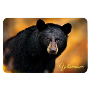 Íman Urso-Negro-Magno-Yellowstone