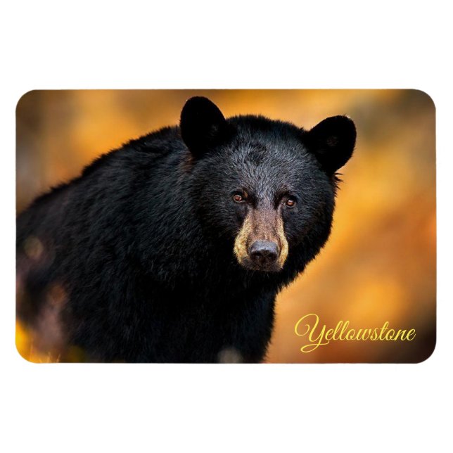 Íman Urso-Negro-Magno-Yellowstone (Horizontal)