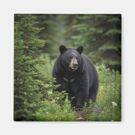 Íman Urso Negro no Banff National Park Canadá
