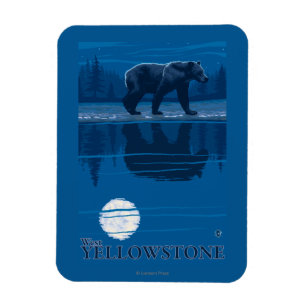 Íman Urso no luar - Yellowstone ocidental, Montana