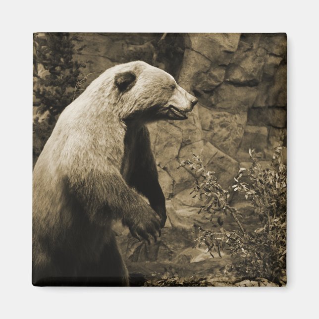 Íman Urso Ordenado (Frente)