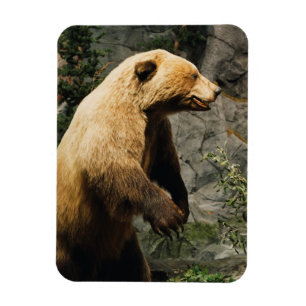 Íman Urso Ordenado