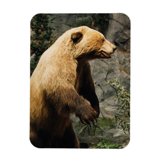 Íman Urso Ordenado (Vertical)