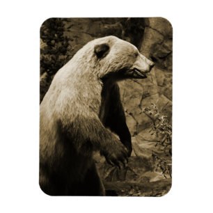 Íman Urso Orgulhoso