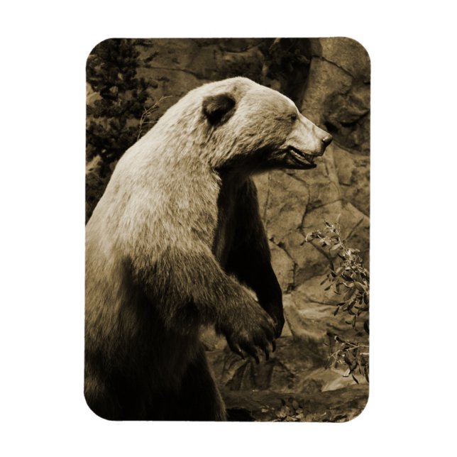 Íman Urso Orgulhoso (Vertical)