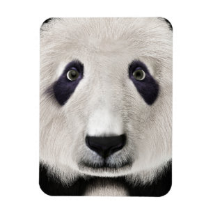 Íman Urso Panda