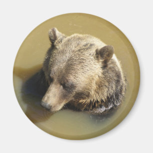 Íman Urso Pardo