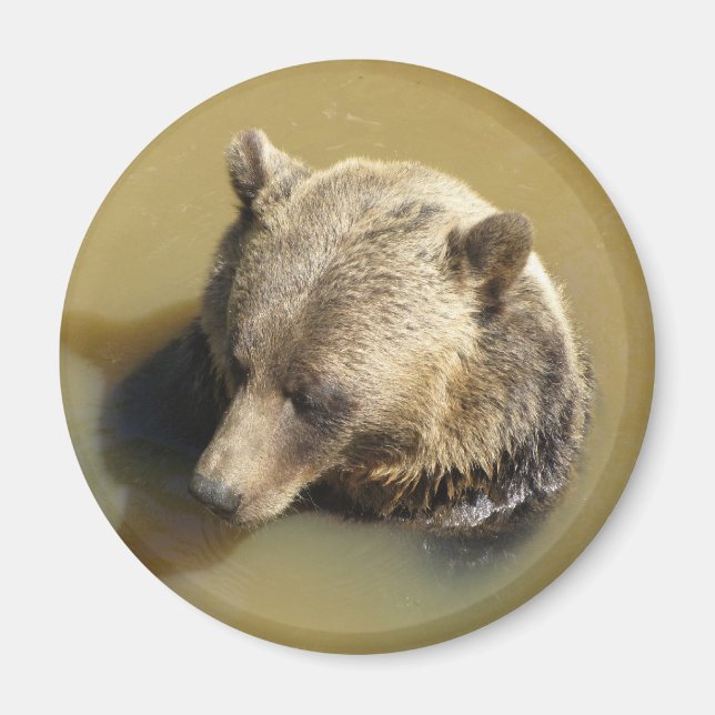 Íman Urso Pardo (Frente)