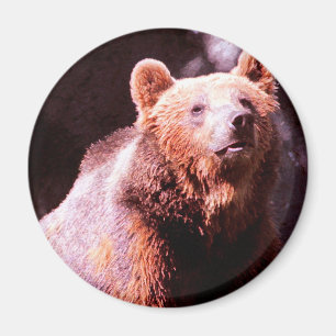 Íman urso pardo