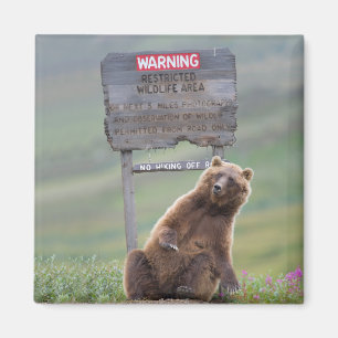 Íman Urso Pardo Brinca Com Placa