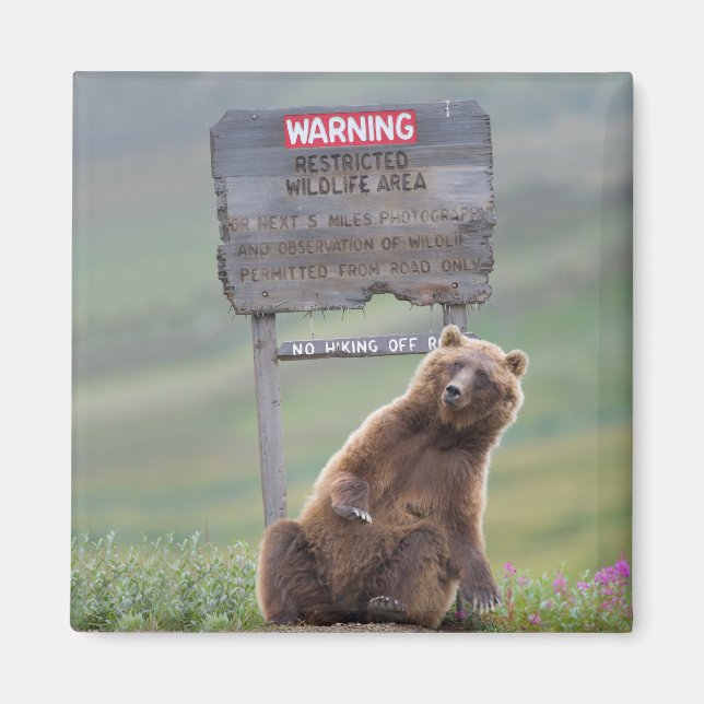 Íman Urso Pardo Brinca Com Placa (Frente)