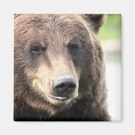 Íman Urso Pardo Cinzento