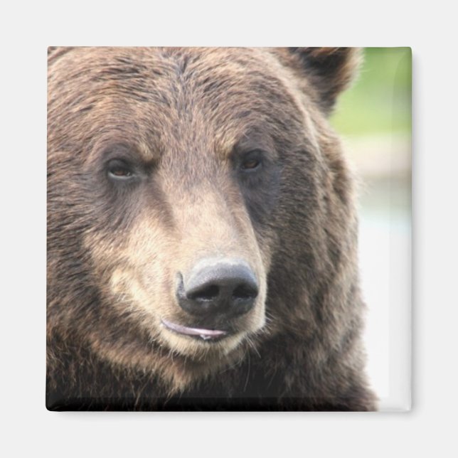 Íman Urso Pardo Cinzento (Frente)