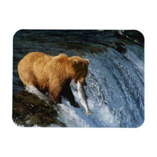 Íman Urso Pardo do Alasca Capturando Salmão em Brooks