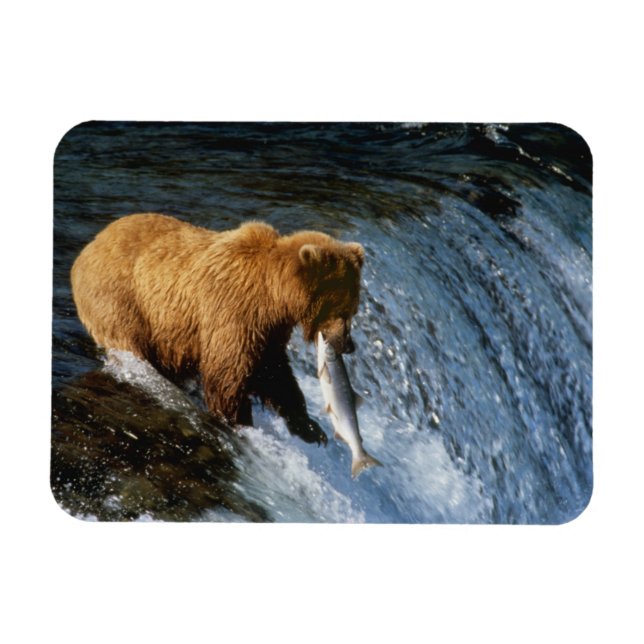 Íman Urso Pardo do Alasca Capturando Salmão em Brooks (Horizontal)