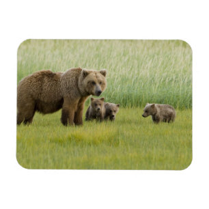 Íman Urso Pardo do Alasca Fêmea e três Filhotes, Ursus