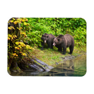 Íman Urso Pardo & Filhote   Hyder, Alasca