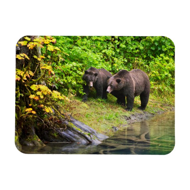 Íman Urso Pardo & Filhote | Hyder, Alasca (Horizontal)