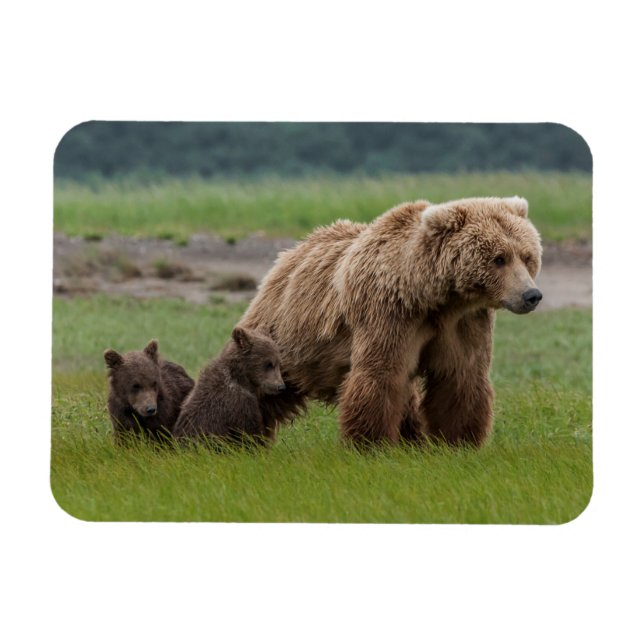 Íman Urso Pardo Mãe com Filhotes Gêmeos (Horizontal)