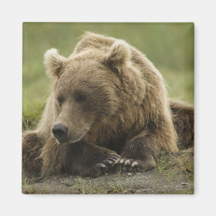 Íman Urso pardo, ou Urso Cinzento Costeiro, Ursus