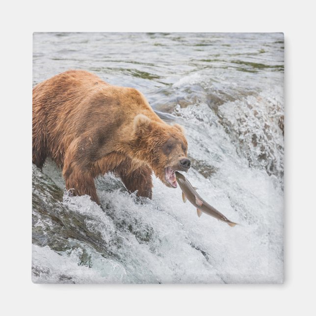 Íman Urso Pardo Pega Salmão Vermelho (Frente)