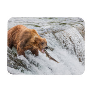 Íman Urso Pardo Pega Salmão Vermelho