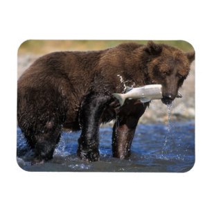Íman Urso pardo, urso cinzento, com captura de salmão,