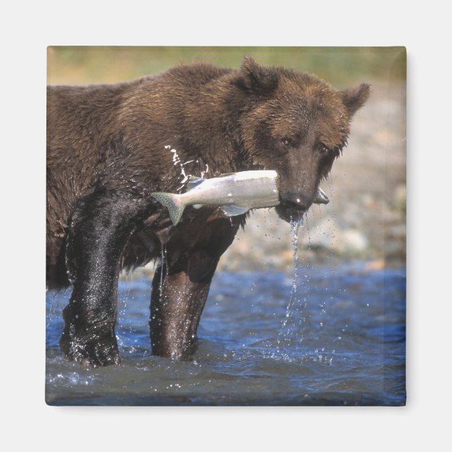 Íman Urso pardo, urso cinzento, com captura de salmão, (Frente)