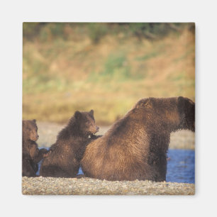Íman Urso pardo, urso cinzento, porca com filhotes,