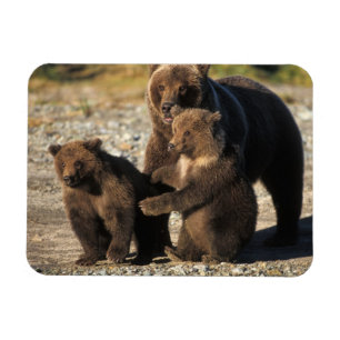 Íman Urso pardo, urso cinzento, porca com filhotes na c