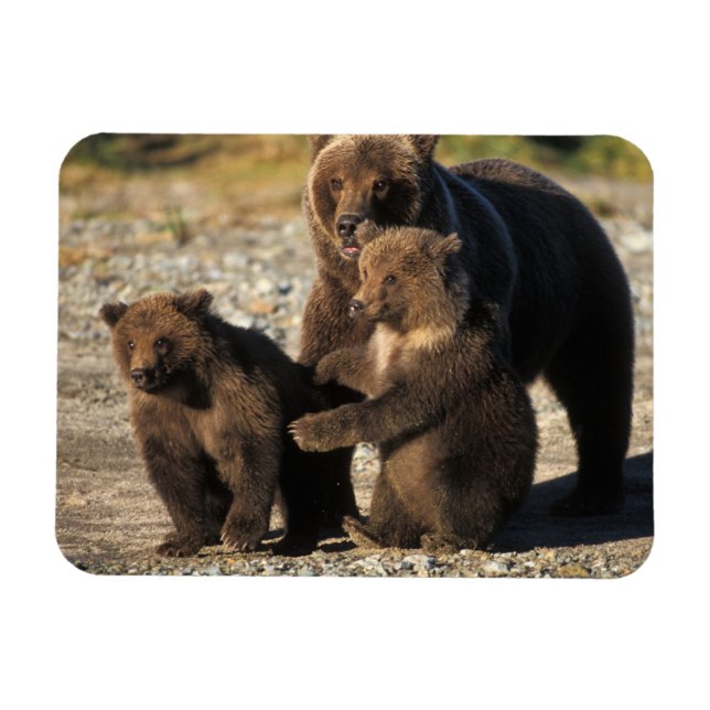 Íman Urso pardo, urso cinzento, porca com filhotes na c (Horizontal)