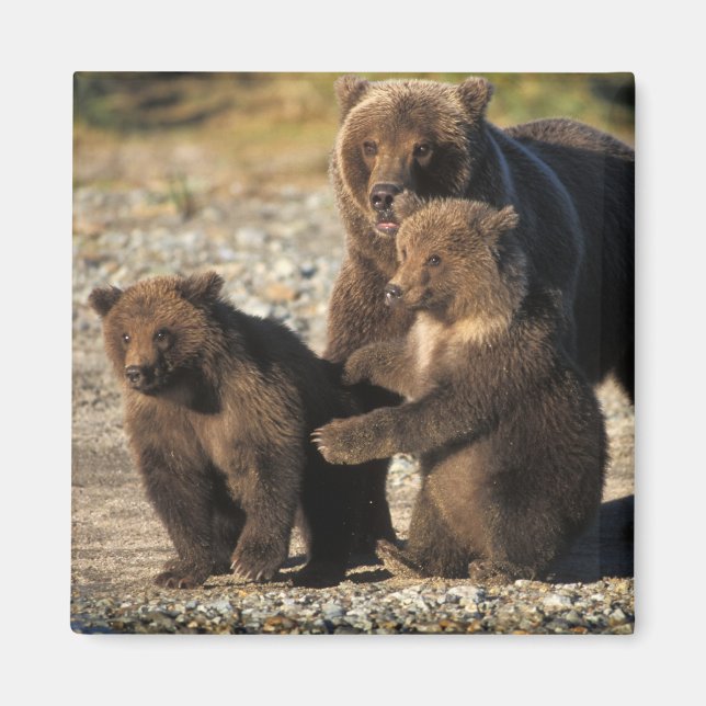 Íman Urso pardo, urso cinzento, porca com filhotes na c (Frente)